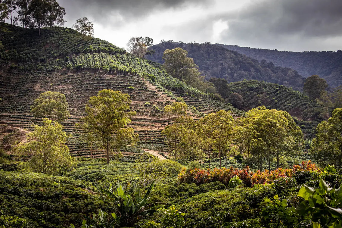 The Origin of Coffee